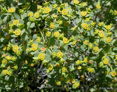 Euphorbia schizoloba Engelm. resmi