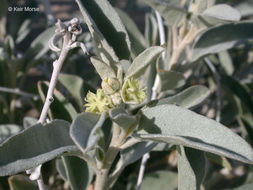 Слика од Croton californicus Müll. Arg.