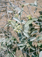 Слика од Croton californicus Müll. Arg.