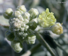 Слика од Croton californicus Müll. Arg.