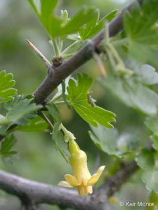 Image of rock gooseberry