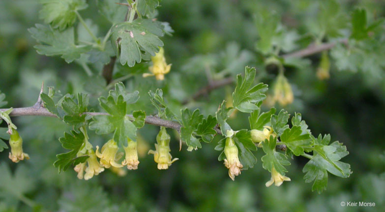 Image of rock gooseberry