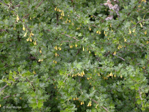 Image of rock gooseberry