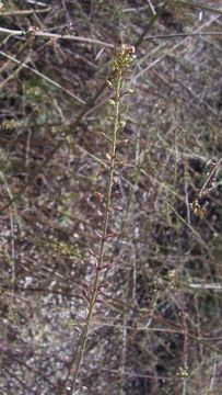 Image of grassleaf pepperweed