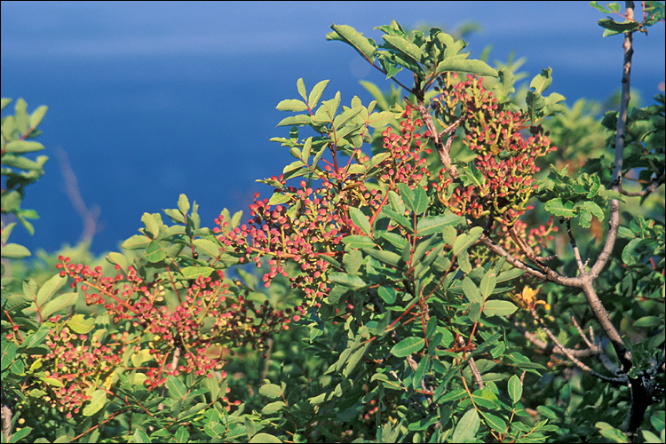 Image of Cyprus turpentine