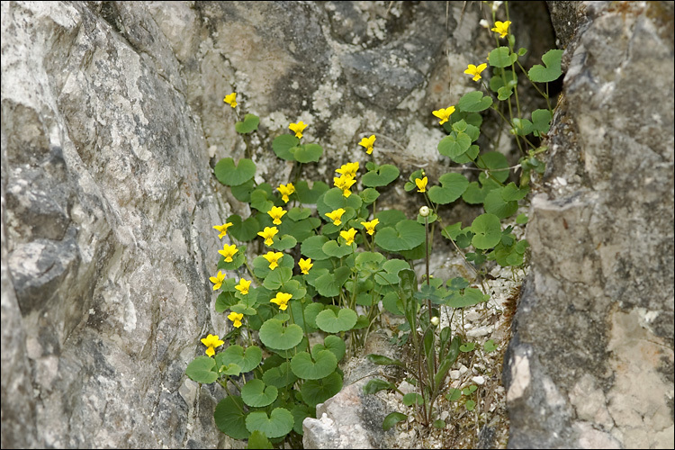 Image of arctic yellow violet