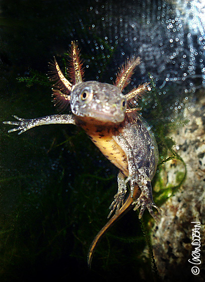 Image of Great Crested Newt