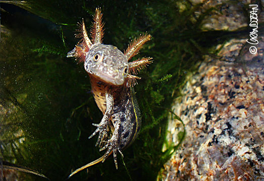 Imagem de Triturus cristatus (Laurenti 1768)