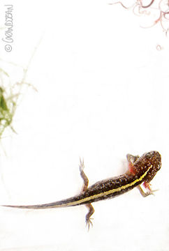 Image of Great Crested Newt