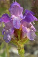 Imagem de Prunella grandiflora (L.) Turra