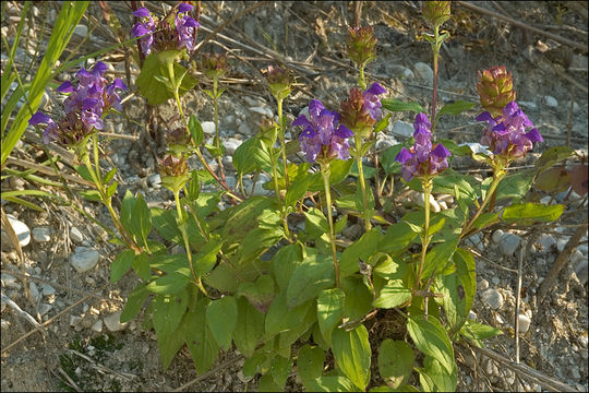 Image of large-flowered selfheal