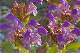 Imagem de Prunella grandiflora (L.) Turra