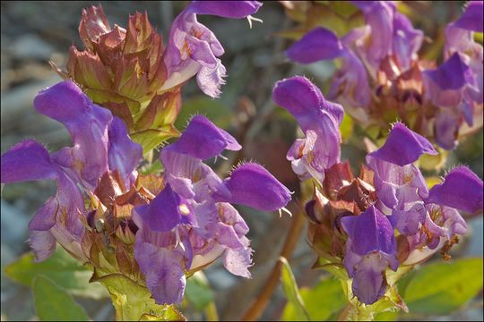 Image of large-flowered selfheal