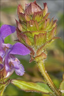 Imagem de Prunella grandiflora (L.) Turra