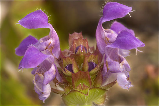 Image of large-flowered selfheal