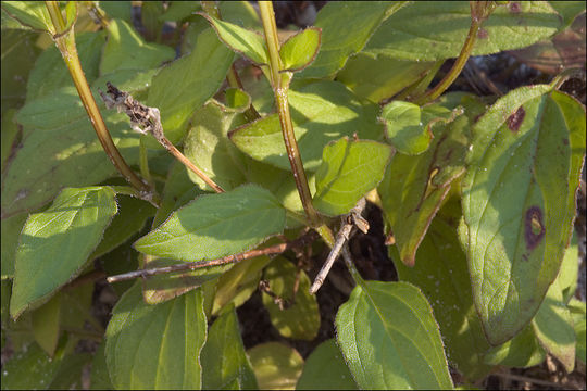 Image of large-flowered selfheal