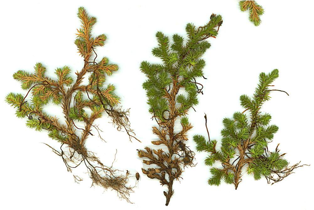 Image of Hansen's spikemoss