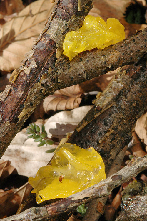 Image of Witches butter