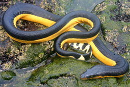 Image of Yellow-bellied sea snake