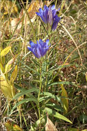 Image of marsh gentian