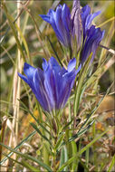 Image of marsh gentian