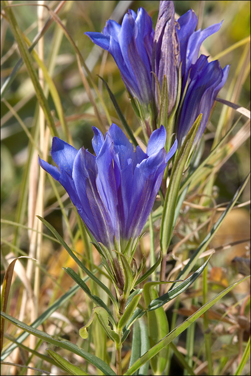 Image of marsh gentian