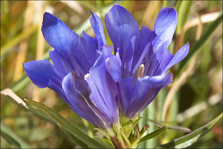 Image of marsh gentian