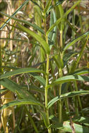 Image of marsh gentian