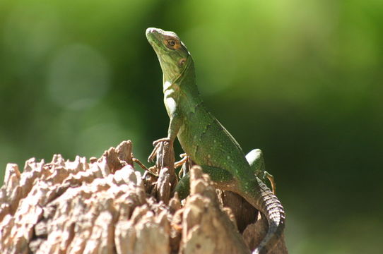 Image of Black Iguana