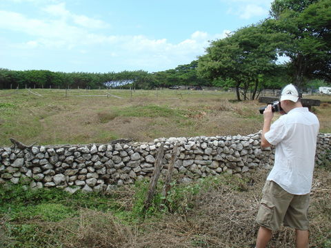 Image of Black Iguana