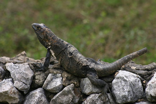 Image of Black Iguana