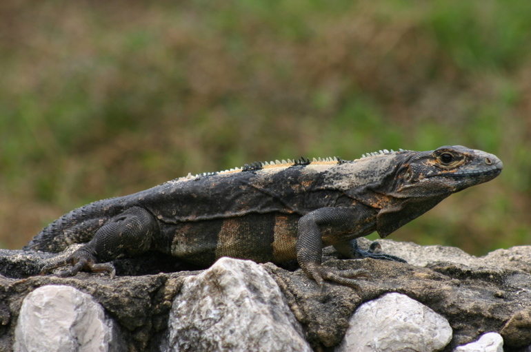 Image de Ctenosaura similis (Gray 1831)