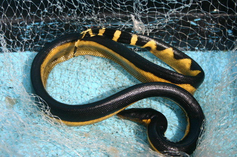 Image of Yellow-bellied sea snake