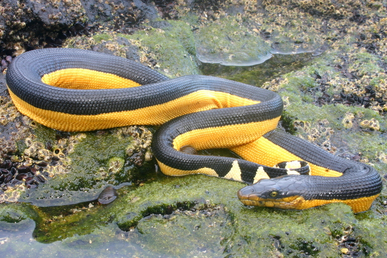 Image of Yellow-bellied sea snake