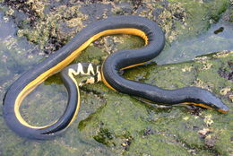 Image of Yellow-bellied sea snake