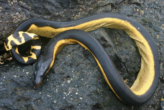 Image of Yellow-bellied sea snake