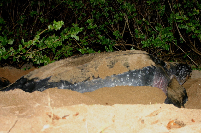 Image of Coffin-back