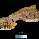 Image of <i>Pleuraspidotherium aumonieri</i>