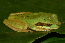 Image of Central American Smilisca