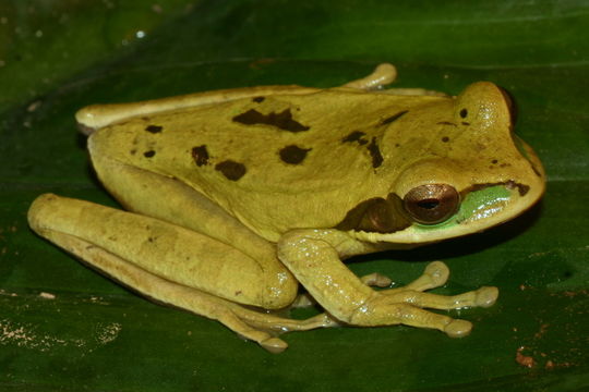 Image of Central American Smilisca