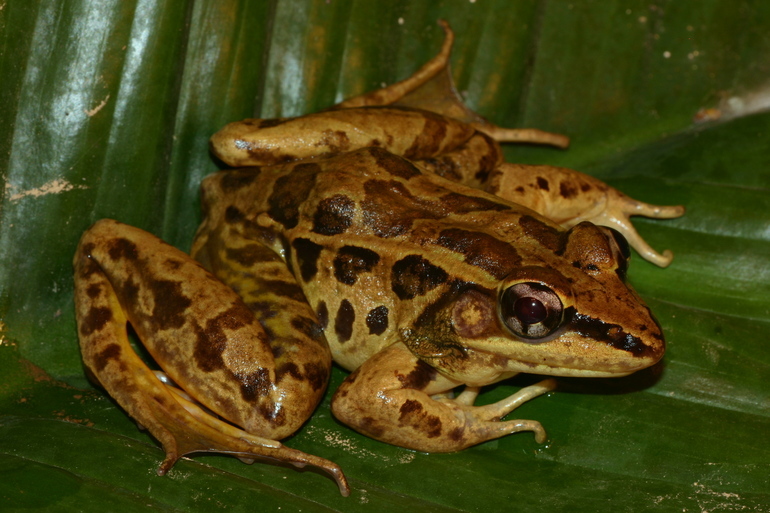 Image of Peralta frog