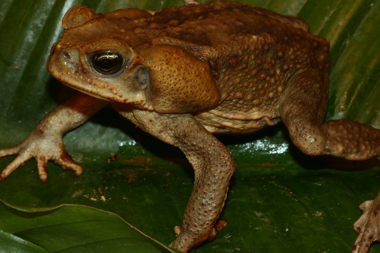 Image of Giant toad