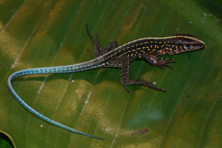 Image of Ameiva Lizard