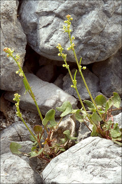 Plancia ëd Rumex scutatus L.