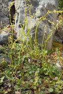 Rumex scutatus L. resmi