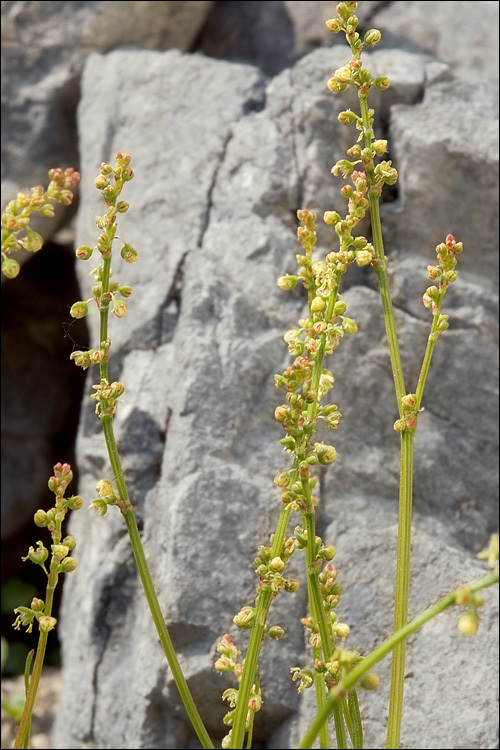 Rumex scutatus L. resmi