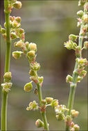 Rumex scutatus L. resmi