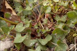 Rumex scutatus L. resmi