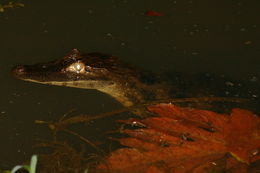 Image of Common Caiman