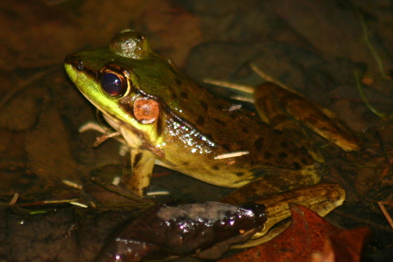 Image of Common Marsh-Frog